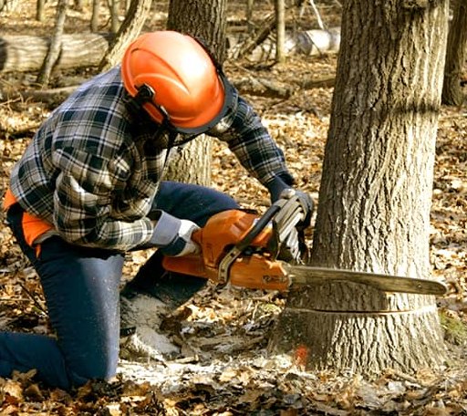 Tree Removal in Garrett Park, MD